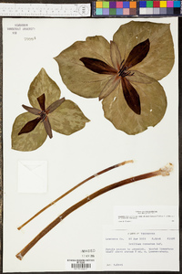 Trillium cuneatum image