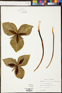 Panicum albomarginatum image