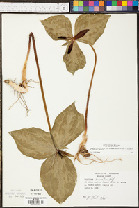 Trillium cuneatum image