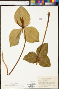 Trillium cuneatum image