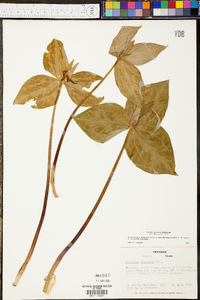 Trillium cuneatum image