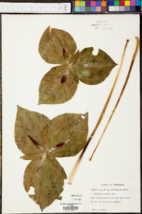 Trillium cuneatum image