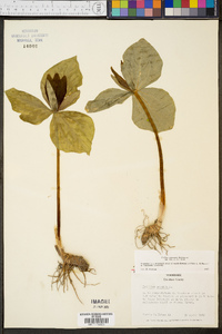 Trillium cuneatum image