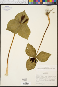 Trillium cuneatum image