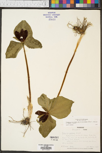 Trillium cuneatum image