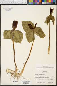 Trillium cuneatum image