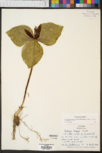 Trillium cuneatum image