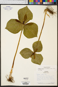 Trillium cuneatum image