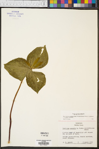 Trillium cuneatum image