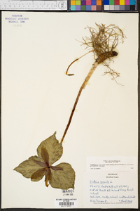 Trillium cuneatum image