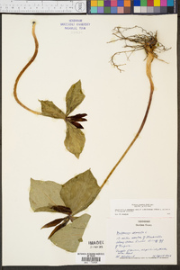 Trillium cuneatum image