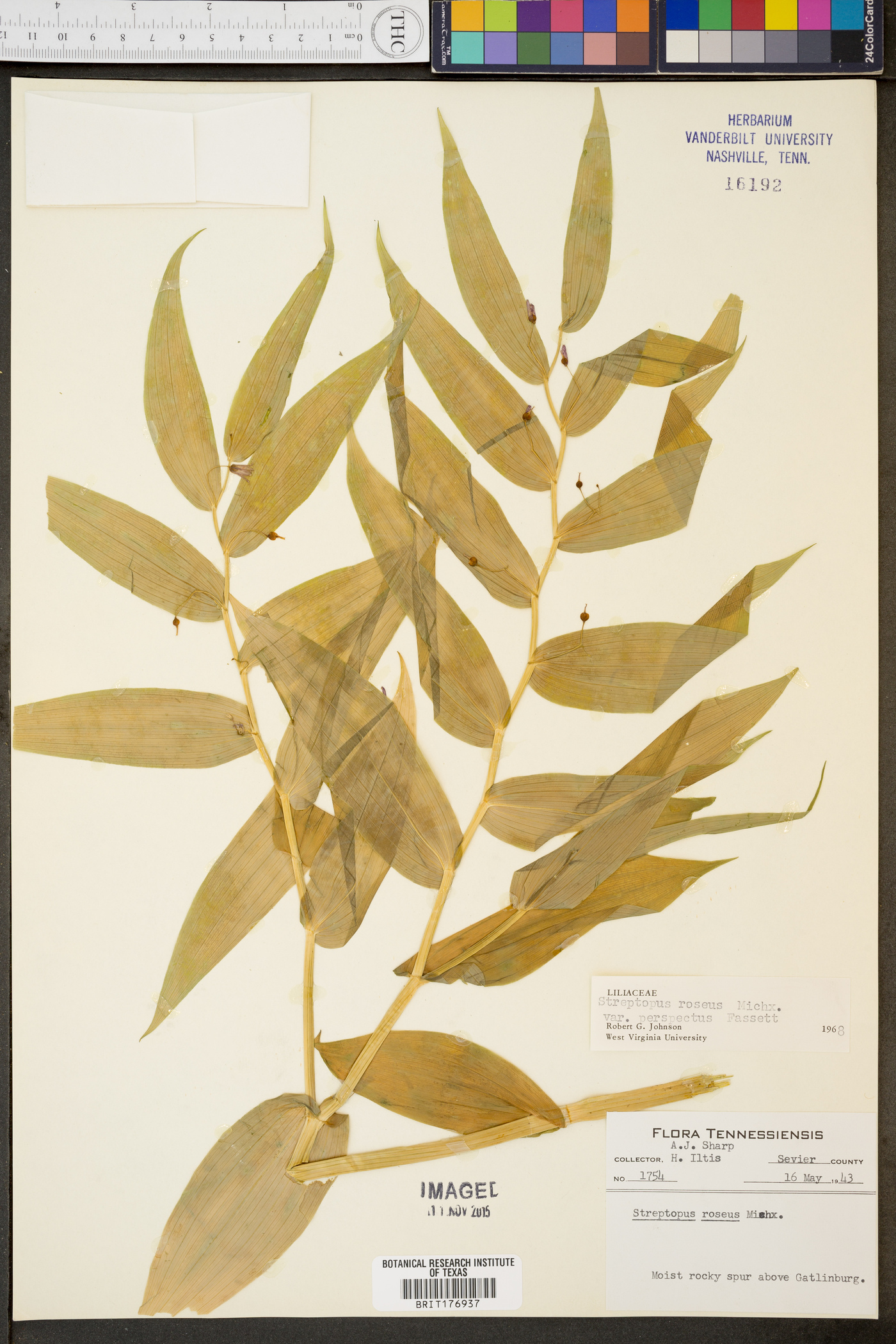 Streptopus roseus var. perspectus image