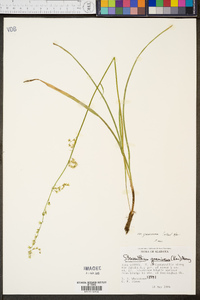 Stenanthium gramineum var. gramineum image