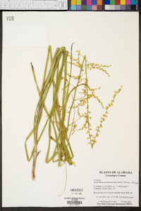 Stenanthium gramineum image