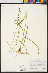 Stenanthium gramineum image