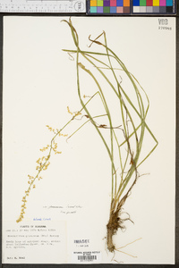 Stenanthium gramineum var. gramineum image