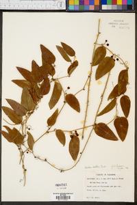 Smilax walteri image