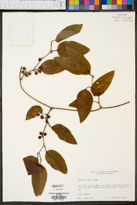 Smilax walteri image