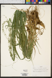 Chasmanthium sessiliflorum image