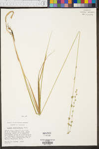 Uniola sessiliflora image