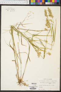 Chasmanthium ornithorhynchum image