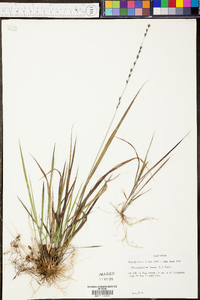 Chasmanthium laxum image