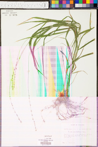 Chasmanthium sessiliflorum image