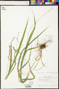 Chasmanthium sessiliflorum image