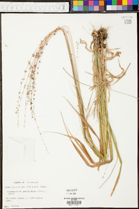 Chasmanthium sessiliflorum image