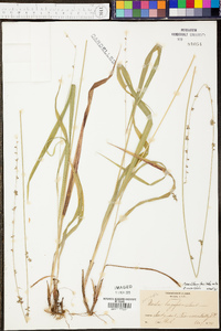 Chasmanthium sessiliflorum image
