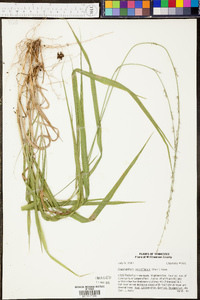 Chasmanthium sessiliflorum image