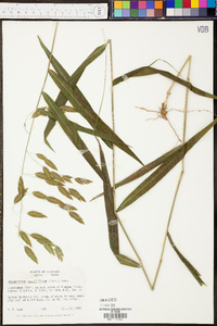 Digitaria ischaemum image