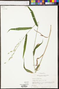 Digitaria ischaemum image