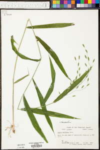 Digitaria ischaemum image