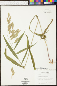 Digitaria ischaemum image