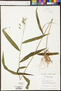 Bromus commutatus image