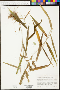 Digitaria ischaemum image