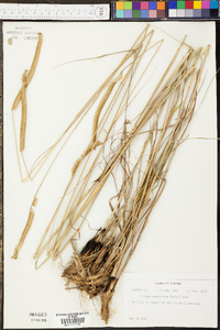 Panicum clandestinum image