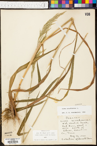 Cinna arundinacea image