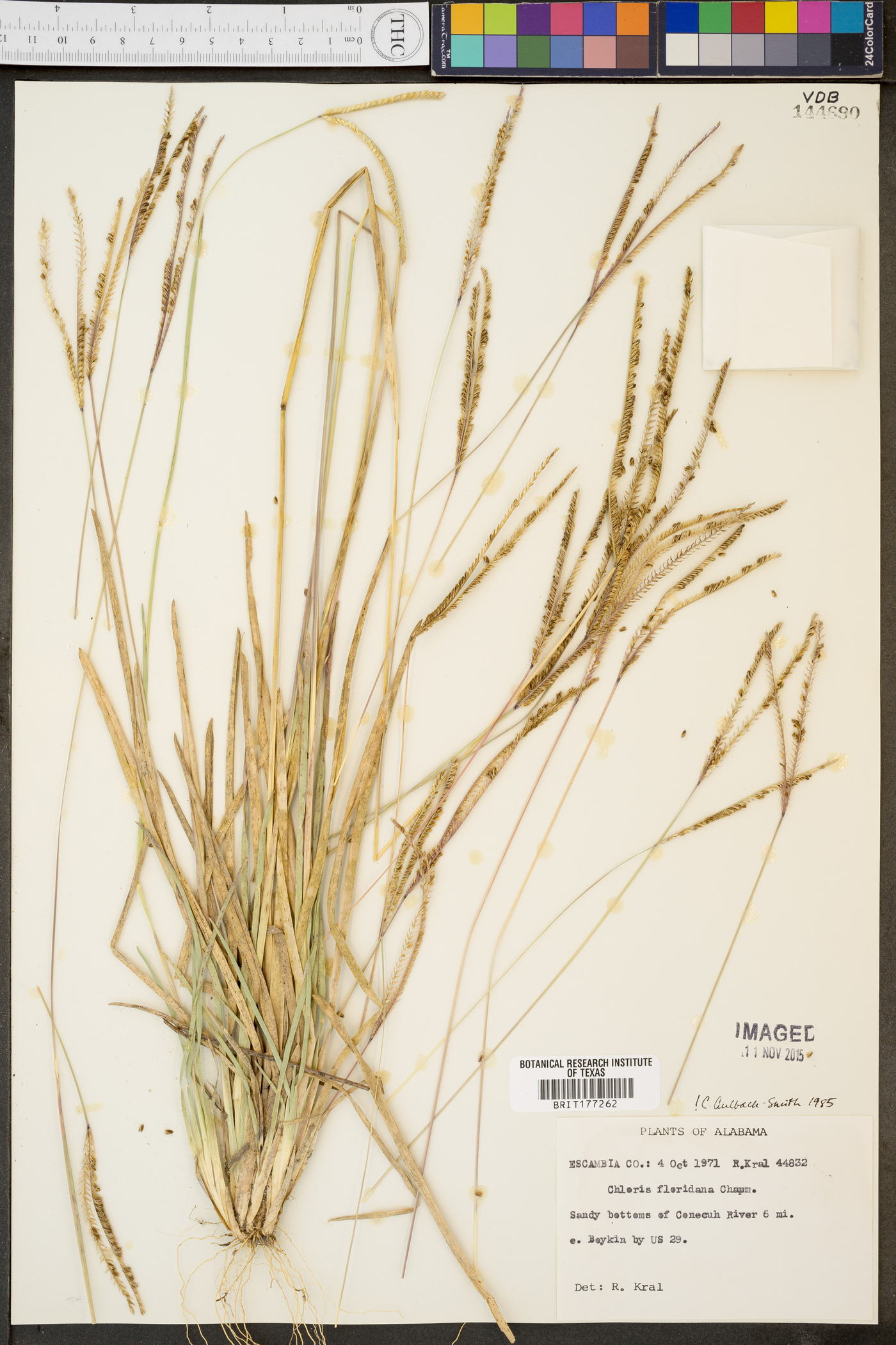 Chloris floridana image