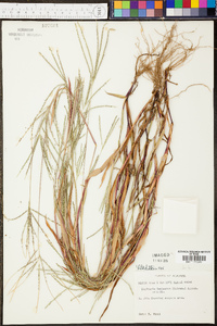 Digitaria ischaemum image