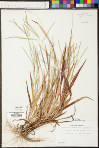 Digitaria ischaemum image