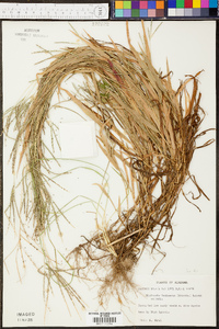 Digitaria ischaemum image