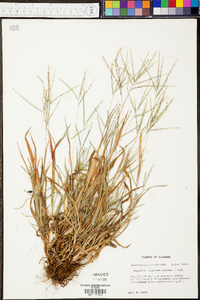 Digitaria ischaemum image