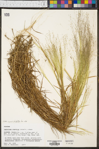 Digitaria cognata image