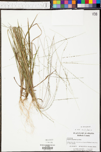 Digitaria filiformis image