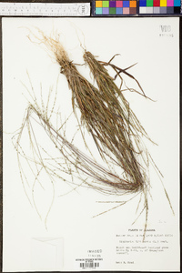 Digitaria filiformis image