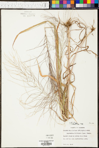 Digitaria filiformis image