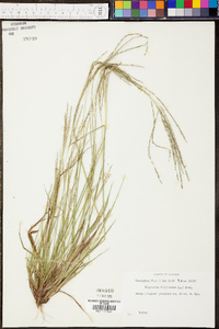 Digitaria filiformis image