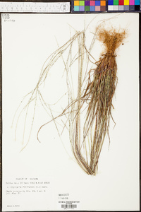 Digitaria filiformis image